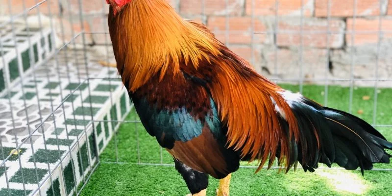 fighting-cocks-hatch-beautifully--secrets-of-care-and-development-for-fighting-cocks-732