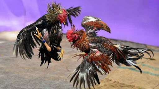 da-ga-tai-suncity--mo-cua-soi-dau-online-chot-keo-ga-chien-ngay-tai-nha-813
