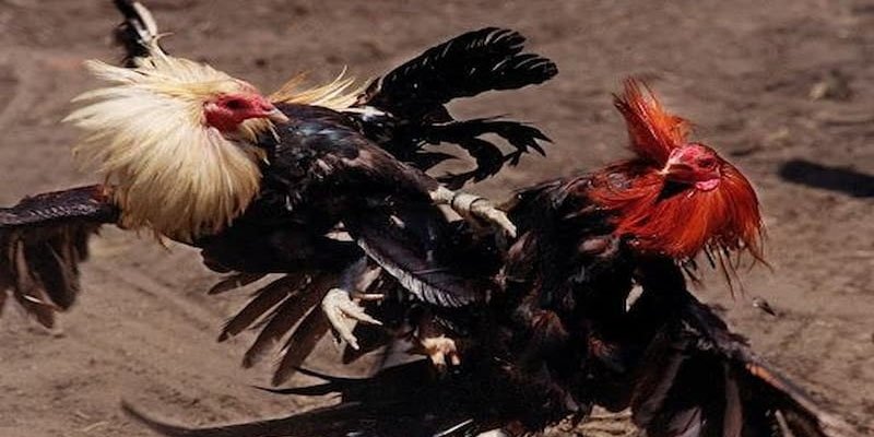 da-ga-lc88--dau-truong-ruc-lua-noi-nhung-chien-ke-viet-nen-huyen-thoai-895