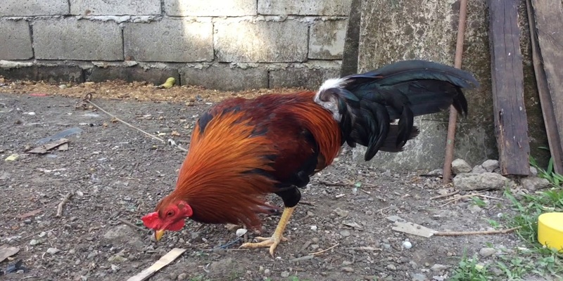 da-ga-sv388--choi-ca-cuoc-giup-nhieu-nguoi-giau-nhanh-907