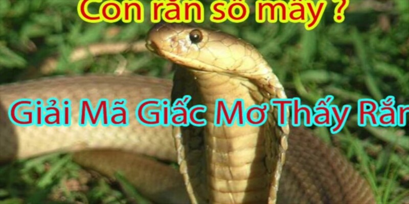 mo-thay-ran-danh-con-gi-bi-mat-soi-cau-lo-de-chinh-xac-925