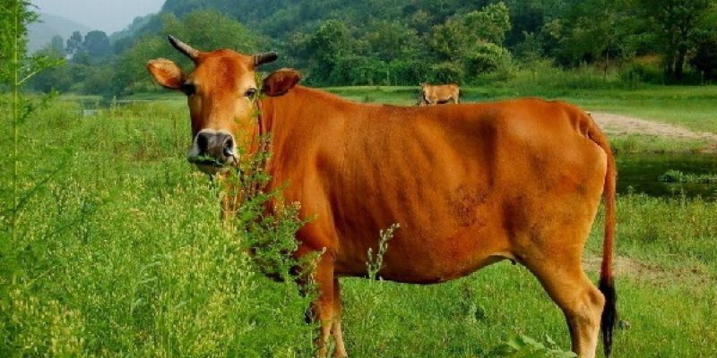 mo-thay-bo-duoi-danh-so-gi-bi-mat-con-so-may-man-960