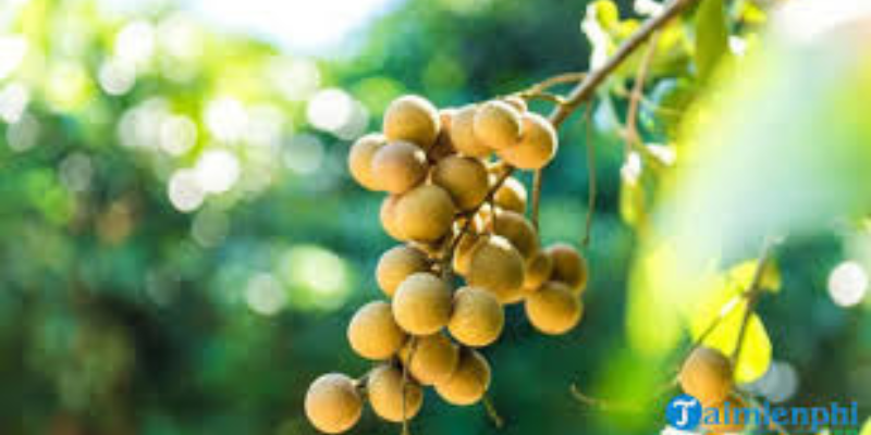 mo-thay-hai-trai-cay-danh-so-gi-bat-mi-con-so-may-man-cho-giac-mong-ngot-ngao-965